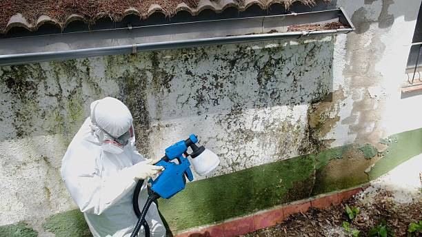 Mold Removal service in Stevens
